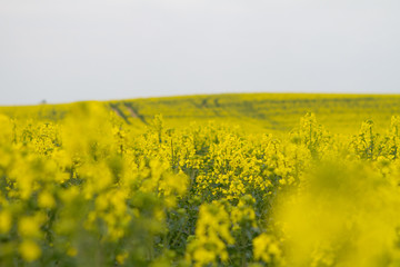 Bienen in Brandenburg Deutschland