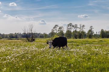 Krowa © Kamil