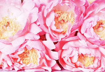 Flowers of pink lilac peonies close-up. screensaver background Vintage style.