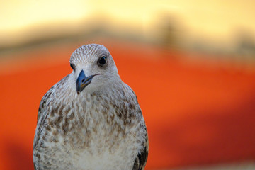 Seagull on the roof of a house in Istanbul