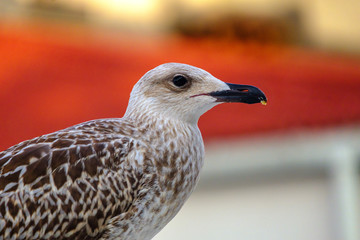 Seagull on the roof of a house in Istanbul