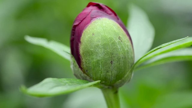 Red peony (Paeonia Officinalis) flower bud  close up shot, locals in Romania named it pentecostal rose, shallow depth of field.