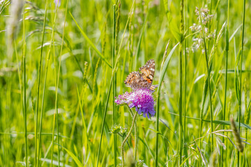 Motyl Rusałka © Kamil