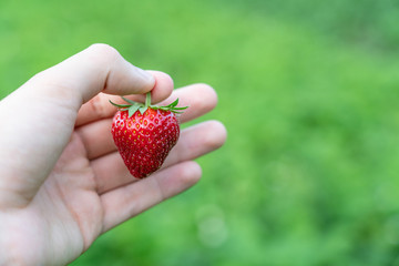 Erdbeere in der Hand 