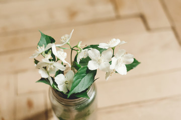 Beautiful jasmine flowers on branch in glass jar on rustic old wooden floor, copy space. Floral decor and arrangement. Gathering flowers. Rural still life, countryside.