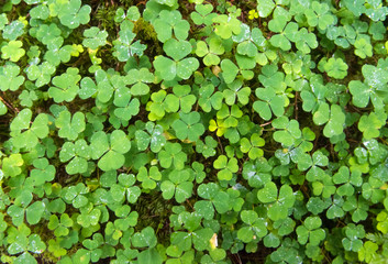 Green background of natural fresh wet wood sorrel