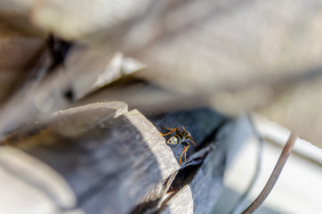A wasp (vespula) insect sitting on a wooden fence in the rays of the sun. Photo of wasp in back on wooden background close up