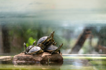 Fototapeta premium Many turtles come to rest on the rocks.