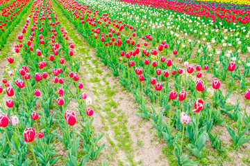 Beautiful bouquet of tulips in spring season .