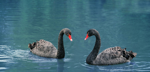 beautiful black swans on water. Two black swans romantic together, swimming on lake. Black swans mating dance. Beautiful wildlife concept. save nature. copy space