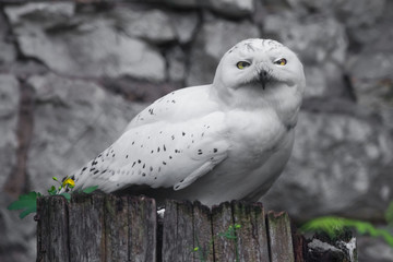Fototapeta premium white owl A polar owl in the summer sits on a stump, a stone background, green foliage.