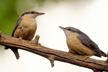 Fototapeta premium Kleiber