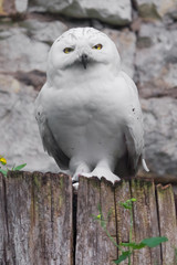 Fototapeta premium A white polar owl in the summer against the backdrop of greenery and stones, a bird delivering mail from a Harry Potter movie, clear eyes and a close look are great.