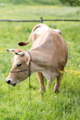 jersey cow eating grass on a meadow during spring