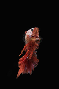 Rhythmic of the  beautiful moving moment of betta Siamese fighting fish on black background.