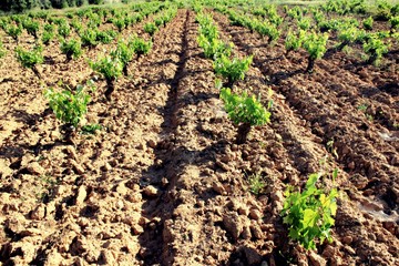 Plowed field, vineyard landscape in Greece.	