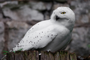 white owl  A polar owl in the summer sits on a stump, a stone background, green foliage.