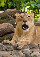 the lioness opens a predatory black maw in a growl. beautiful lioness close-up, powerful predatory animal.