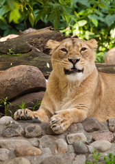 the lioness growls. beautiful lioness close-up, powerful predatory animal.