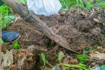 Gardener digging in the garden. Soil preparation for planting in spring. Gardening. Dig a shovel