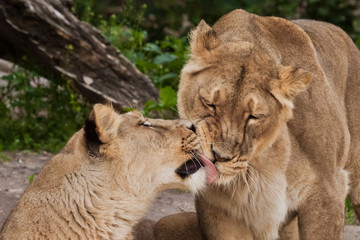 Lionesses caress, lick and kiss, close-up. Two lioness girlfriends are big cats on a background of greenery.