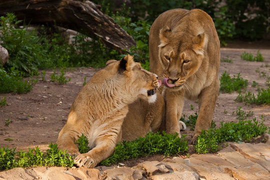 Lionesses caress, lick and kiss. Two lioness girlfriends are big cats on a background of greenery.