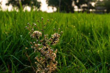 Fresh and Relax Green Spring Grass Background Under the Morning Sun Light.
