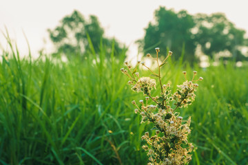 Fresh and Relax Green Spring Grass Background Under the Morning Sun Light.