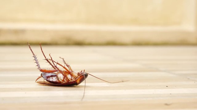 cockroach lying supine on tile wooden floor