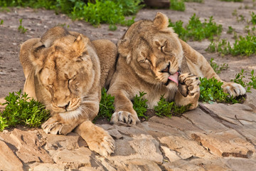 Fototapeta na wymiar neat lionesses lick six, wash in red tongues. Two lioness girlfriends are big cats on a background of greenery.