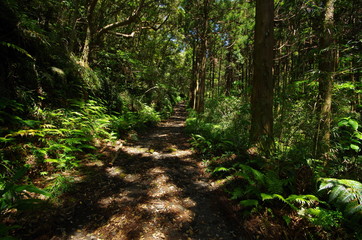 森林の中の遊歩道