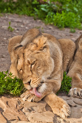 Fototapeta na wymiar neat lionesses lick six, wash in red tongues. Two lioness girlfriends are big cats on a background of greenery.