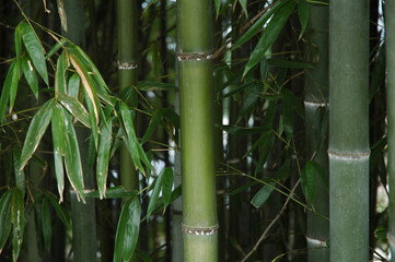 Fototapeta na wymiar 竹