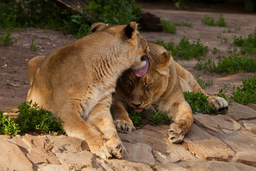 clean and friendly lioness lick six girlfriends Two lioness girlfriends are big cats on a background of greenery.