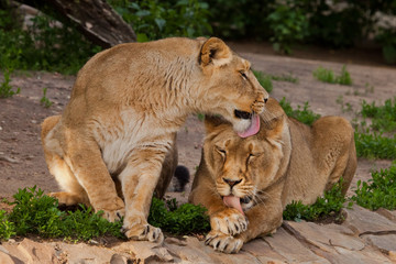 The lionesses wash, one friend licks another - the friendship of women. Two lioness girlfriends are big cats on a background of greenery.