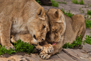 The lionesses are endearing, one friend flirts with another, the friendship and love of women Two lioness girlfriends are big cats on a background of greenery.