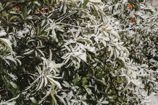 tangerine trees and madarins covered with snow, snowfall in the Mediterranean, medlar foliage in snow