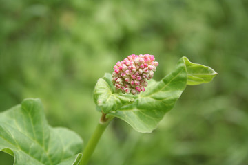 Rhubarb pink flower on plant. Rheum rhabarbarum in bloom in springtime