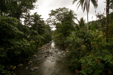 Fototapeta na wymiar Untouched nature, jungle and river in Bali