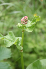 Rhubarb pink flower on plant. Rheum rhabarbarum in bloom in springtime