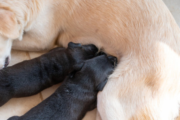 Small puppies sucking mothers nipple. Dog breastfeeding. Little puppies getting fed by his mother.