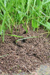 Ant hill in the garden