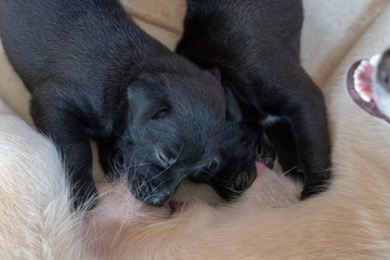 Small puppies sucking mothers nipple. Dog breastfeeding. Little puppies getting fed by his mother.