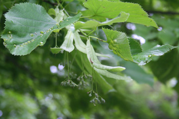 Disease on Linden tree green leaves. Galls caused by the Eriophyes tiliae on a leaf.