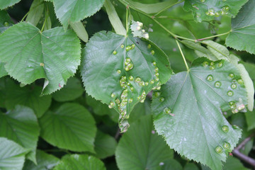 Disease on Linden tree green leaves. Galls caused by the Eriophyes tiliae on a leaf.