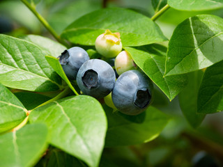 Fruit of blueberries has become in Fukuoka city, JAPAN.