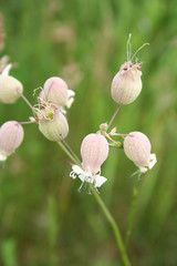 Bladder campion flowers on plant in the meadow. Silene vulgaris plant in bloom in springtime