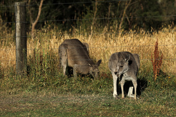 Känguru beim Fressen in Australien