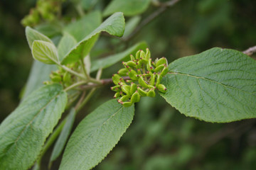 Unripe green berries of Viburnum lantana on branch. Wayfaring tree in springtime