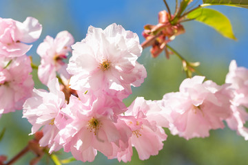 Fototapeta na wymiar Beautiful pink cherry blossom (Sakura) flower at full bloom. Beautiful nature scene with blooming tree. Sunny day. Spring flowers. Beautiful Orchard. 